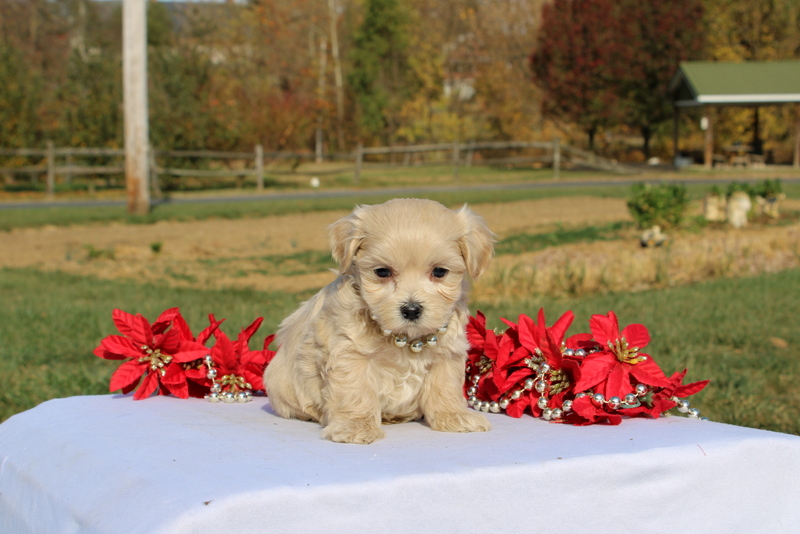 puppy, for, sale, Maltipoo, Matthew B. Stoltzfus, dog, breeder, Gap, PA, dog-breeder, puppy-for-sale, forsale, nearby, find, puppyfind, locator, puppylocator, aca